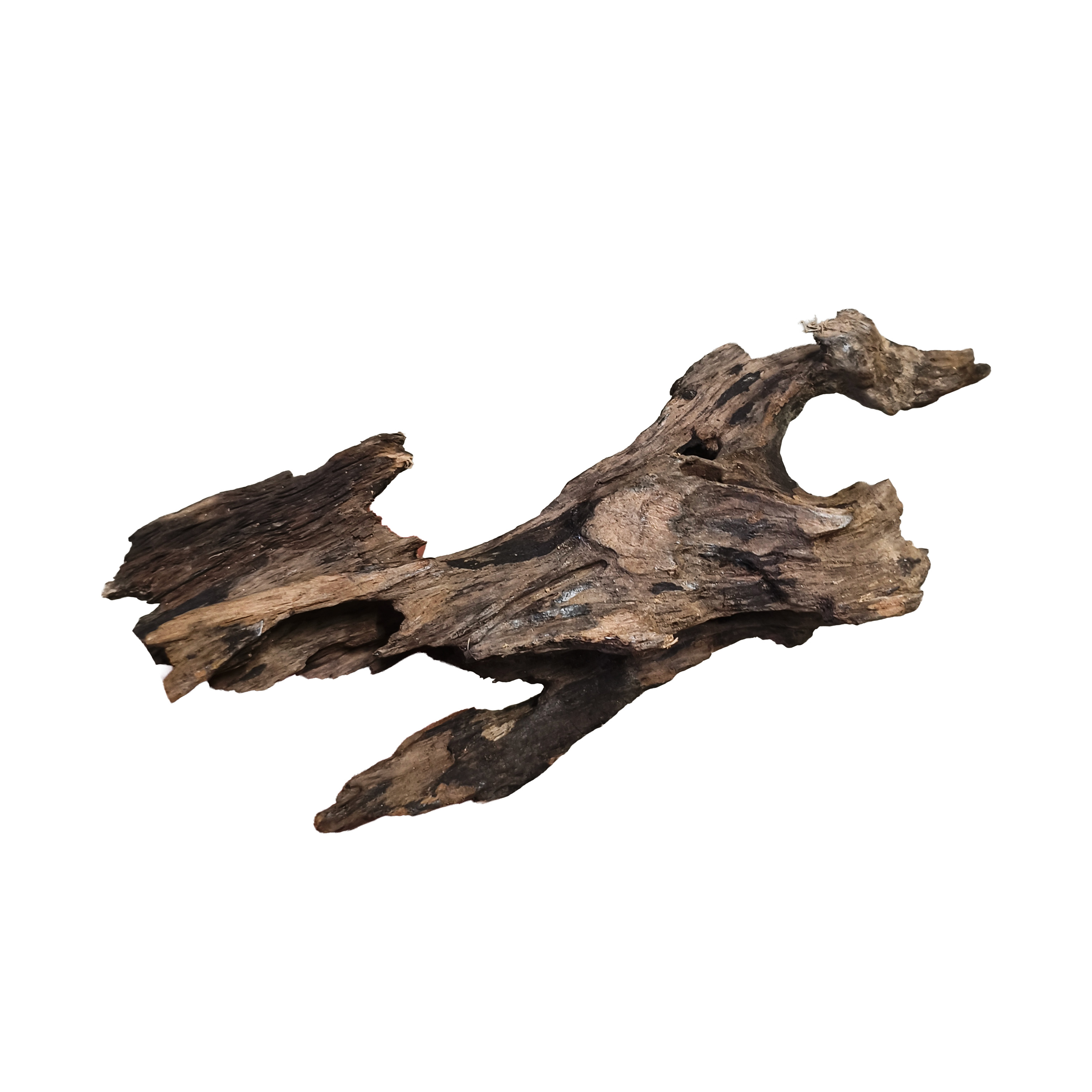 Korzeń Dragon Wood Smoczy Korzeń S 15-20cm Dekoracja Akwarium Hardscape